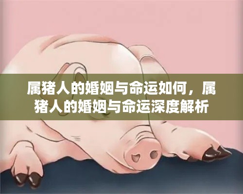 属猪人的婚姻与命运深度解析,探寻命运之轮中的爱情轨迹