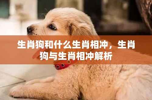 生肖狗与哪些生肖相冲突?生肖相冲深度解析