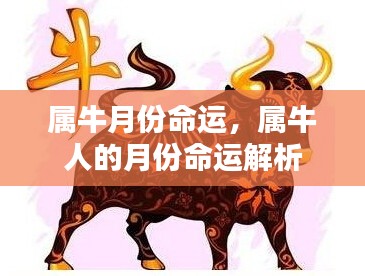 属牛人的月份命运解析，揭示不同月份的命运走向