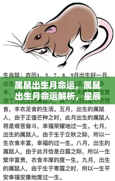 星辰指引下的属鼠命运解析,出生月对命运的影响揭秘