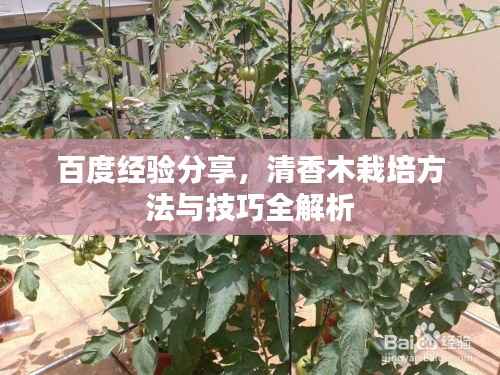 百度经验分享，清香木栽培方法与技巧全解析