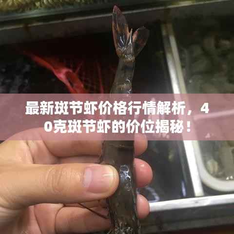 最新斑节虾价格行情解析,40克斑节虾的价位揭秘!